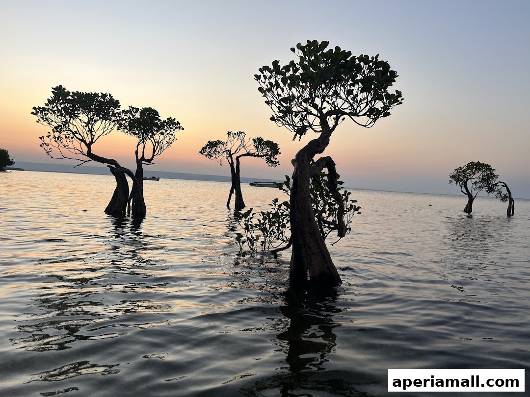 Mangrove trees stand in calm water during a serene sunset.